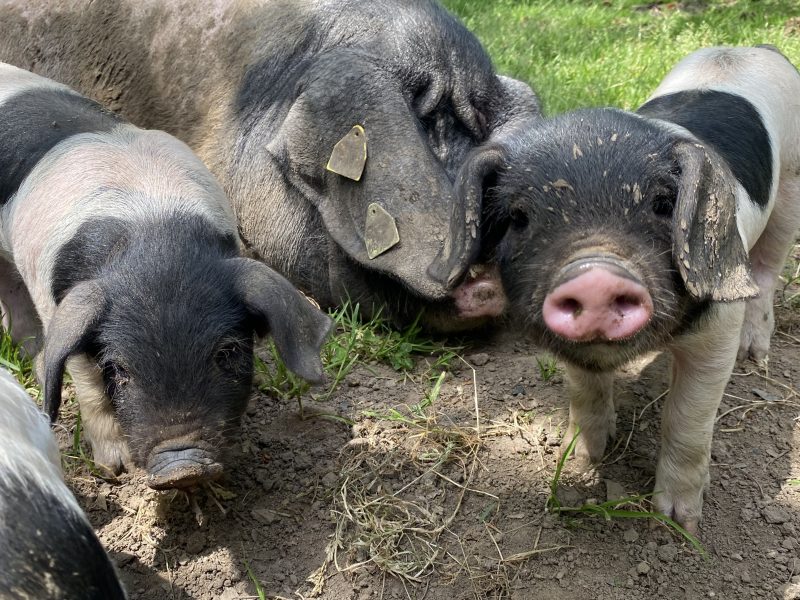 vacances en famille porc basque