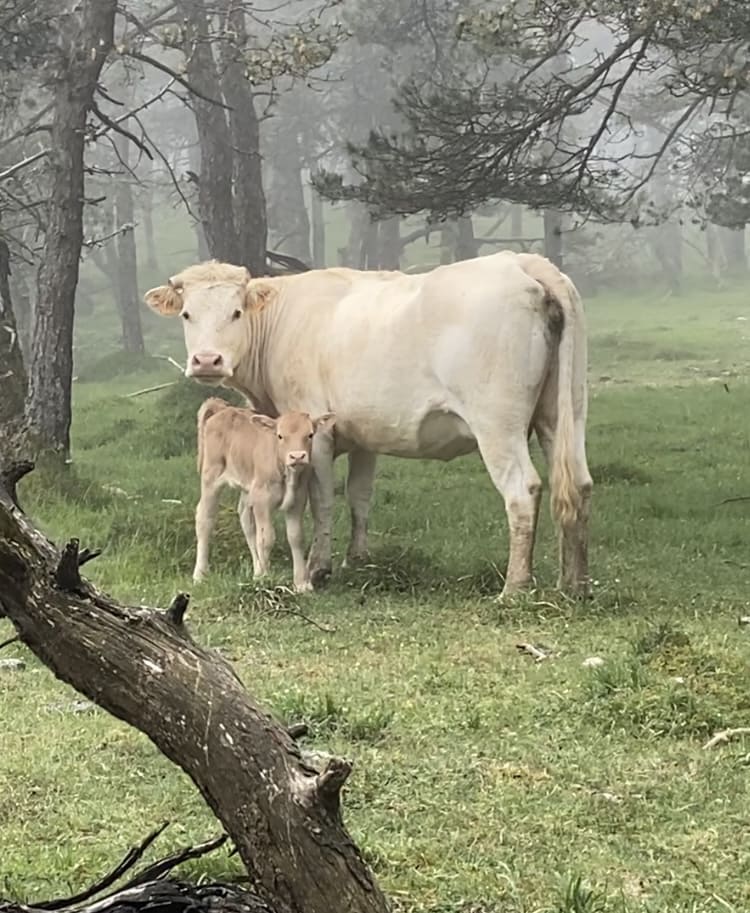 vache sauvage pays basque